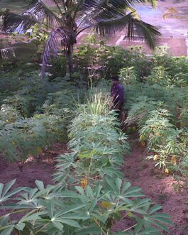 Hill-top Land for Sale in Nilamel – Land near Thiruvananthapuram – 14 Cents | Rainger Realty